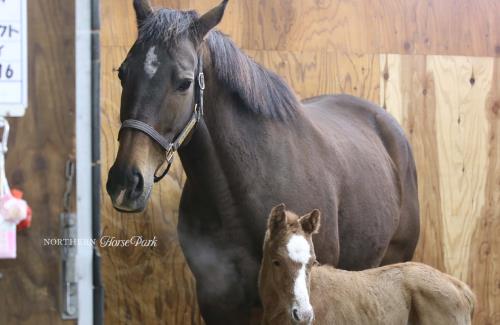 【競馬】G1・6勝を挙げた「グランアレグリア」が初仔を出産！父はエピファネイア
