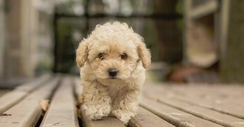 犬の一生にかかるお金の平均が判明！全種平均で「388万」になるらしい