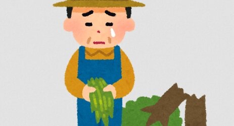 コメが返礼品だった茨城県坂東市、不足過ぎて1万件発送できず…