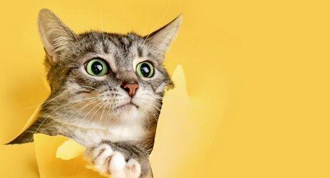 イギリスで「日本の小説」がブーム！？表紙に“猫”が描かれていると売上が上がるらしいｗｗｗｗ
