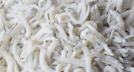 イトーヨーカドーで販売のしらす干しにフグ稚魚1匹混入、自主回収へ…