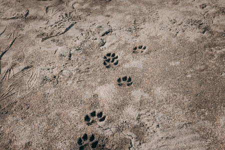 【画像】日本、謎のたぬきブーム到来