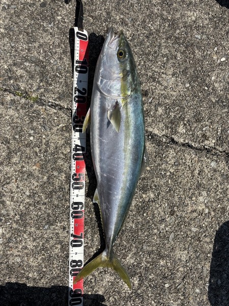 ブリ釣れた！！！！