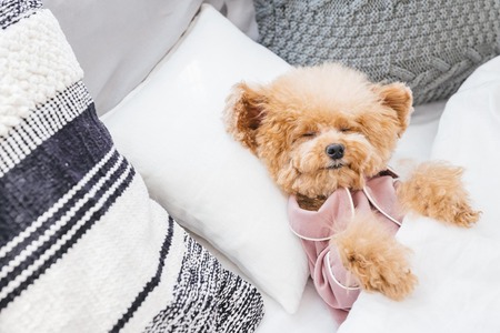 3歳児と5歳児が犬を取り合ってしなせてしまう→坊主「ワンちゃんの生きる力がなかったという事」