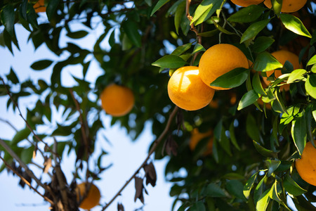和歌山の！みかんは！にっぽんいち！