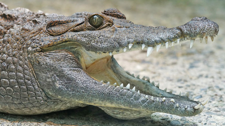 crocodile-1721922_1280-samune