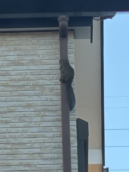タイワンリスとかいう害獣