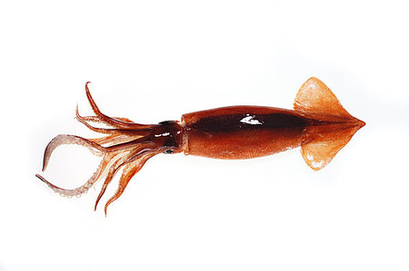 【朗報】日本さん、スルメイカ絶滅作戦をもう少しで完遂！