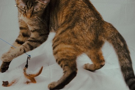 【朗報】毒キノコが大豊作、急げ！！！