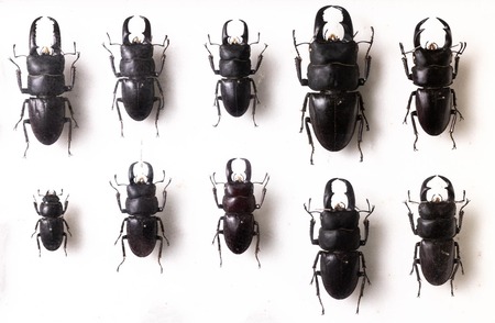 お前らはなんか収集してるものある？