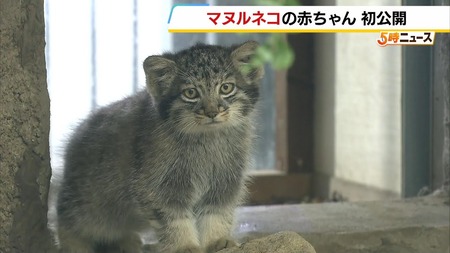 【画像】マムルネコの餌やり、お前らの10倍くらい…