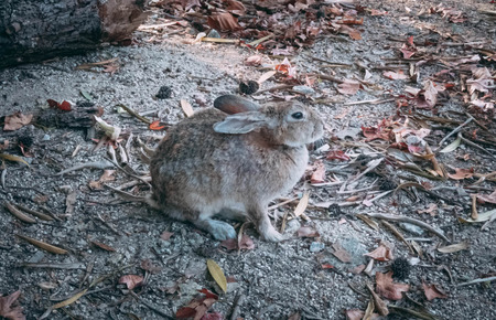 【動画】うさぎパッパ(マッマ…なんやおまえ、死んでもうたんか…？)うさぎマッマ(…)→(´；ω；｀)