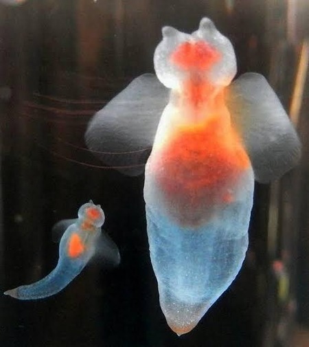 小さいクリオネ←可愛い????