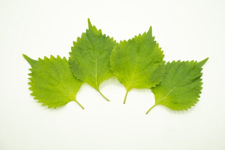 大葉とかいうとりあえず美味くなる葉っぱ