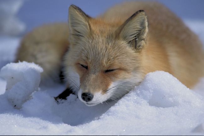 Vulpes_vulpes_laying_in_snow