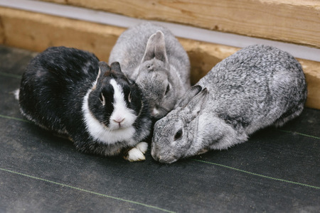 【悲報】ジモティーでペットを譲渡した飼い主さん、相手と連絡が取れなくなり咽び泣く