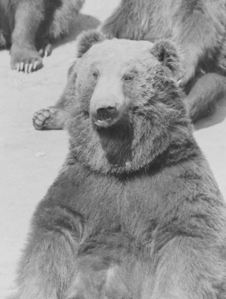 【画像】クマ牧場の歴代ボス達を紹介する