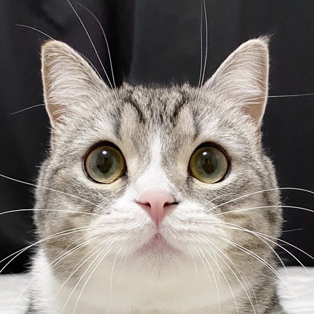 【悲報】上級猫もちまるさん、腎臓病発覚
