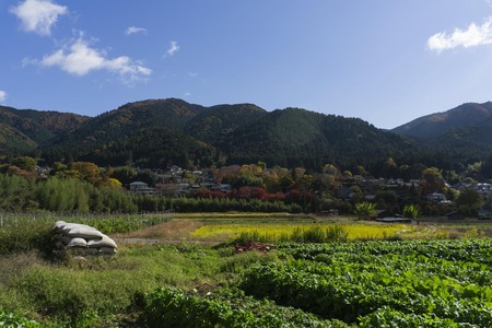 田舎のよいところあげる