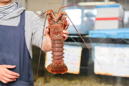 ネッコ、夢の中でエビを食う