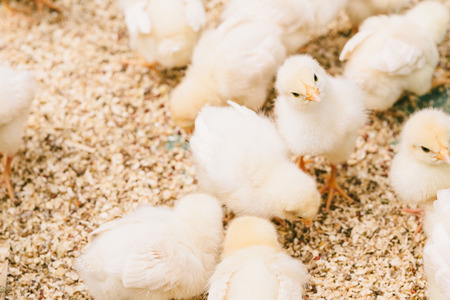 【悲報】ヒヨコ鑑定士、死亡