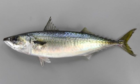 masaba