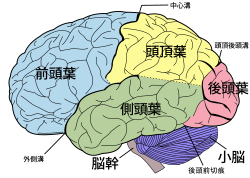 250px-Brain_diagram_ja.svg