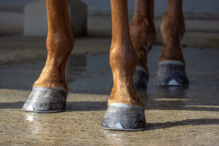 【悲報】地方競馬ブーム、終わる