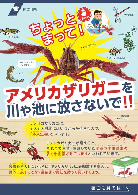 【悲報】ザリガニ「逝きスギィ！」