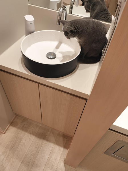 【画像】猫カフェ行ってきたンゴ