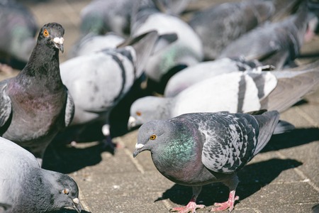 鳩とかいうガイジ