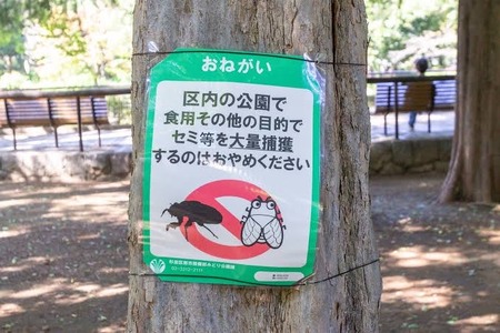 【悲報】日本人、ついにセミを食い始めるwwwwwwwww 公園に捕獲禁止の張り紙