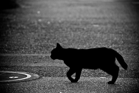 福島の帰還困難区域、動物天国になっていた