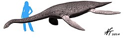 250px-Eromangasaurus_australis_by_Nobu_Tamura