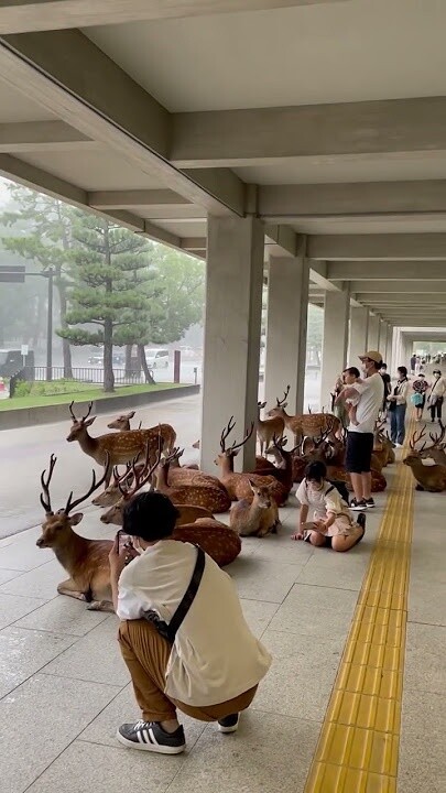 鹿｢大雨やんけ！雨宿りしたろ！｣