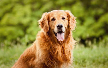 【朗報】大型犬、魅力的過ぎるwwwwwwwwwwww