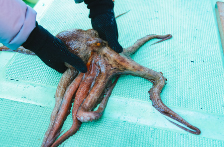 白人さん「タコさんはかしこい！食べるな！」カルフォルニアで養殖禁止へ