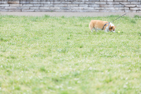 dogGFVL3409_TP_V