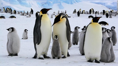 01-emperor-penguins-super-169