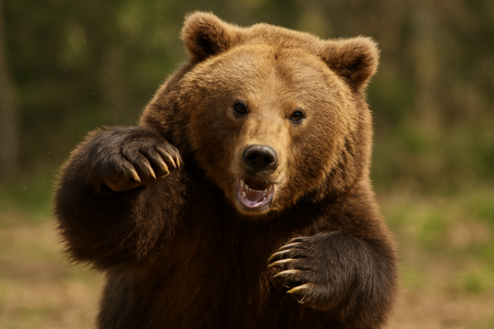 【動画】ヒグマの右フック、マジで見えん 回避不可能ｗｗｗ