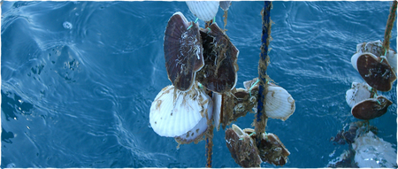 東北旅行っていまいち美味いものないのが辛いよな