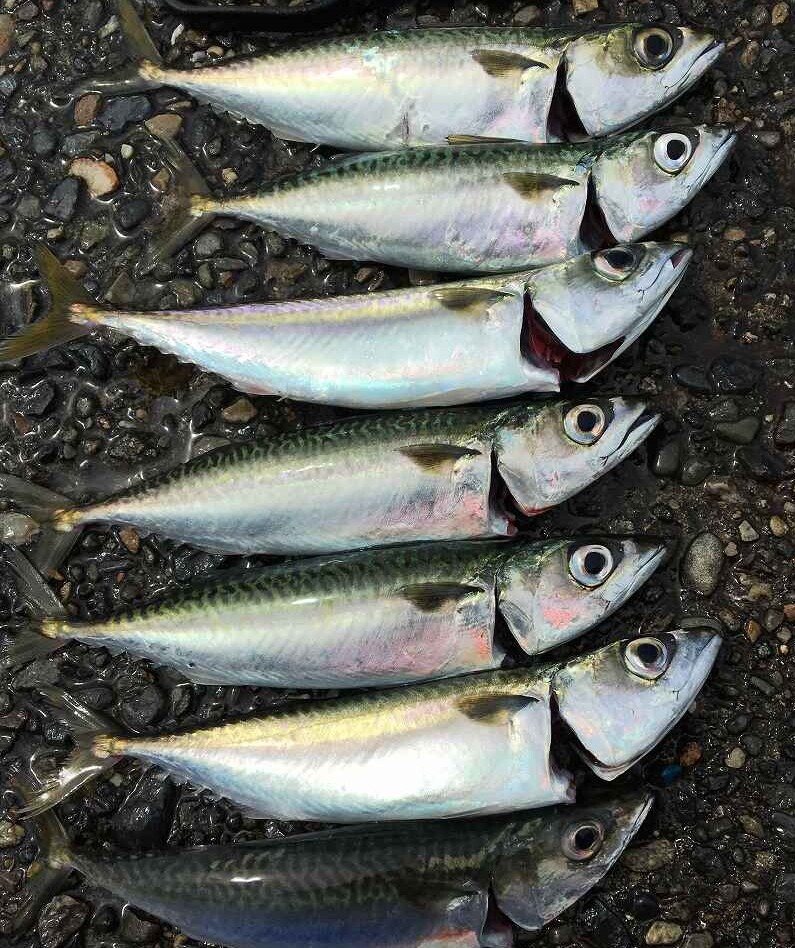 VIPPERな俺 : 【画像】イチバン美味い魚ってサバ、だよね