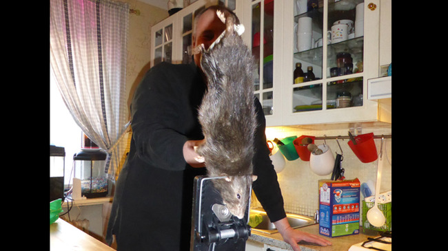 rat%20outta%20hell%204