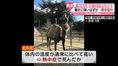 【訃報】“暑さに強いヒトコブラクダさん熱中症で死亡