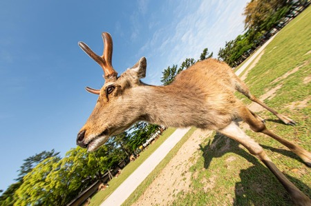 全国から奈良の鹿巡るクレーム殺到　県職員は疲弊
