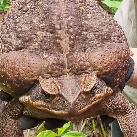 世界最大のカエルｗｗｗｗｗｗｗｗｗｗｗｗｗｗ