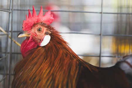 【緊急速報】鳥インフル、人間に感染　メキシコ