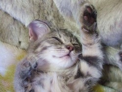 aae380ff2a138431e860c699588ef08b_s