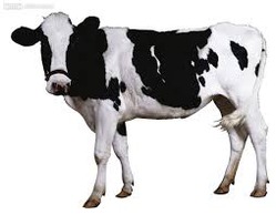 ダウンロード (5)