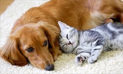 fZ6P6Gmk_20170309231233